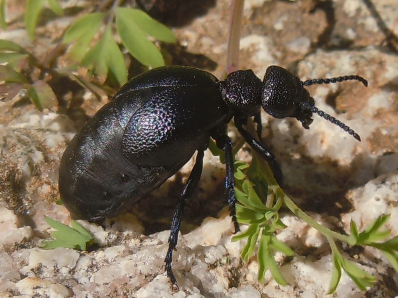 ...dalla Gallura... Meloe cicatricosus